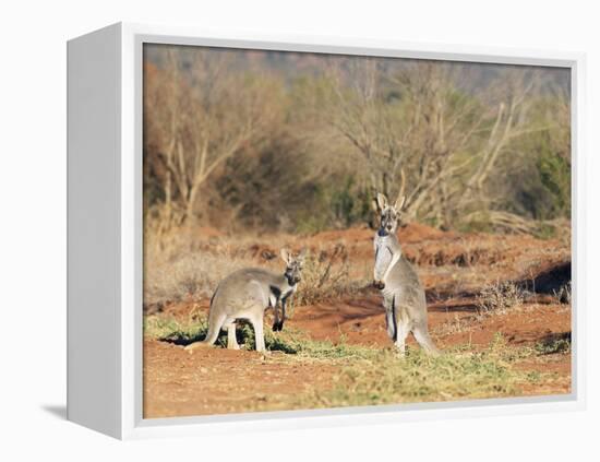 Two Red Kangaroos, Macropus Rufus, Mootwingee National Park, New South Wales, Australia, Pacific-Ann & Steve Toon-Framed Premier Image Canvas