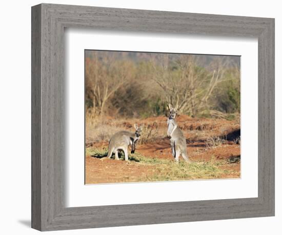 Two Red Kangaroos, Macropus Rufus, Mootwingee National Park, New South Wales, Australia, Pacific-Ann & Steve Toon-Framed Photographic Print