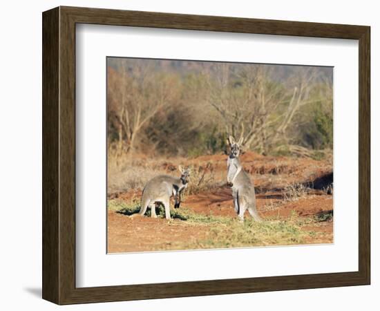 Two Red Kangaroos, Macropus Rufus, Mootwingee National Park, New South Wales, Australia, Pacific-Ann & Steve Toon-Framed Photographic Print