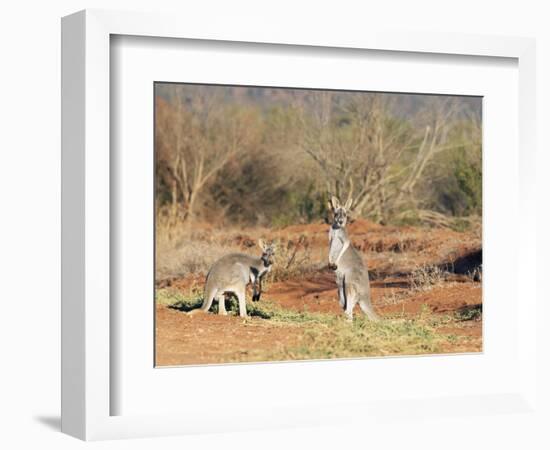 Two Red Kangaroos, Macropus Rufus, Mootwingee National Park, New South Wales, Australia, Pacific-Ann & Steve Toon-Framed Photographic Print