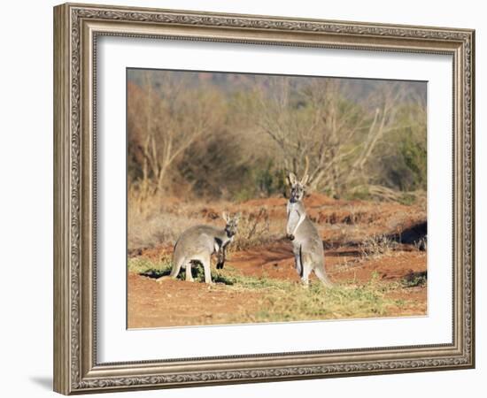 Two Red Kangaroos, Macropus Rufus, Mootwingee National Park, New South Wales, Australia, Pacific-Ann & Steve Toon-Framed Photographic Print