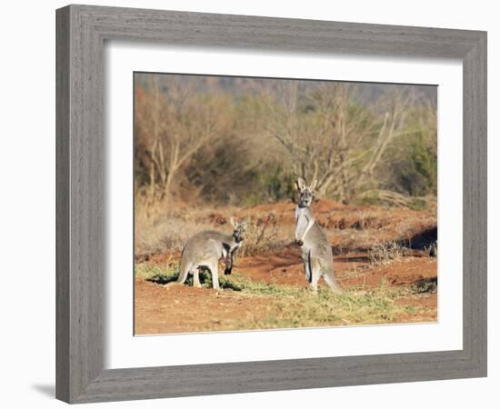 Two Red Kangaroos, Macropus Rufus, Mootwingee National Park, New South Wales, Australia, Pacific-Ann & Steve Toon-Framed Photographic Print