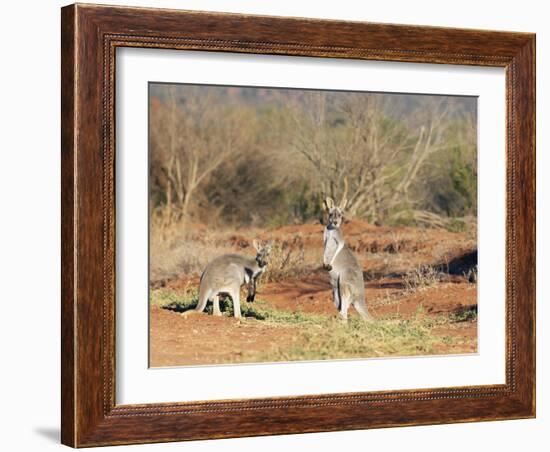 Two Red Kangaroos, Macropus Rufus, Mootwingee National Park, New South Wales, Australia, Pacific-Ann & Steve Toon-Framed Photographic Print