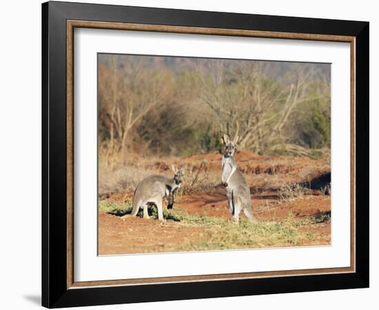 Two Red Kangaroos, Macropus Rufus, Mootwingee National Park, New South Wales, Australia, Pacific-Ann & Steve Toon-Framed Photographic Print