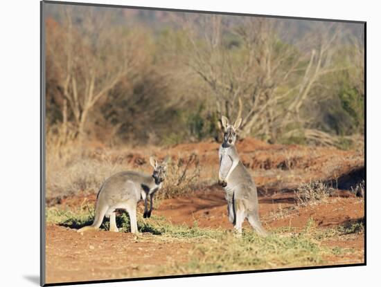 Two Red Kangaroos, Macropus Rufus, Mootwingee National Park, New South Wales, Australia, Pacific-Ann & Steve Toon-Mounted Photographic Print