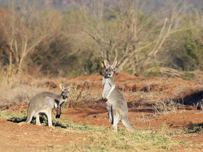 Two Red Kangaroos Macropus Rufus Mootwingee National Park New