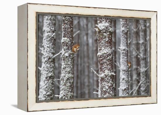 Two Red Squirrels (Sciurus Vulgaris) in Snowy Pine Forest. Glenfeshie, Scotland, January-Peter Cairns-Framed Premier Image Canvas