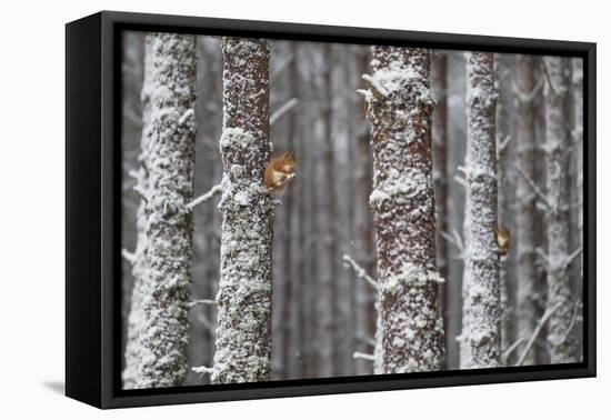 Two Red Squirrels (Sciurus Vulgaris) in Snowy Pine Forest. Glenfeshie, Scotland, January-Peter Cairns-Framed Premier Image Canvas