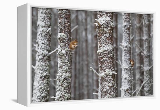 Two Red Squirrels (Sciurus Vulgaris) in Snowy Pine Forest. Glenfeshie, Scotland, January-Peter Cairns-Framed Premier Image Canvas
