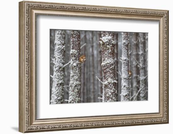 Two Red Squirrels (Sciurus Vulgaris) in Snowy Pine Forest. Glenfeshie, Scotland, January-Peter Cairns-Framed Photographic Print