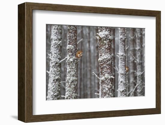 Two Red Squirrels (Sciurus Vulgaris) in Snowy Pine Forest. Glenfeshie, Scotland, January-Peter Cairns-Framed Photographic Print