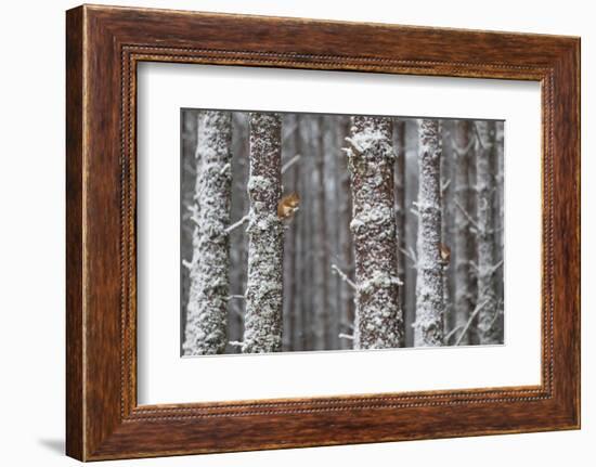 Two Red Squirrels (Sciurus Vulgaris) in Snowy Pine Forest. Glenfeshie, Scotland, January-Peter Cairns-Framed Photographic Print