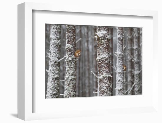 Two Red Squirrels (Sciurus Vulgaris) in Snowy Pine Forest. Glenfeshie, Scotland, January-Peter Cairns-Framed Photographic Print