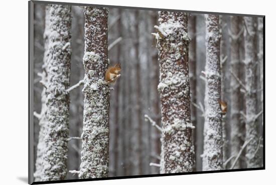 Two Red Squirrels (Sciurus Vulgaris) in Snowy Pine Forest. Glenfeshie, Scotland, January-Peter Cairns-Mounted Photographic Print