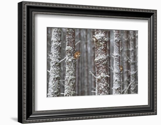 Two Red Squirrels (Sciurus Vulgaris) in Snowy Pine Forest. Glenfeshie, Scotland, January-Peter Cairns-Framed Photographic Print