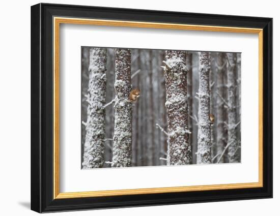 Two Red Squirrels (Sciurus Vulgaris) in Snowy Pine Forest. Glenfeshie, Scotland, January-Peter Cairns-Framed Photographic Print