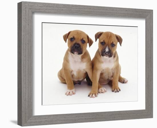 Two Red Staffordshire Bull Terrier Puppies, 6 Weeks Old, Sitting Together-Jane Burton-Framed Photographic Print