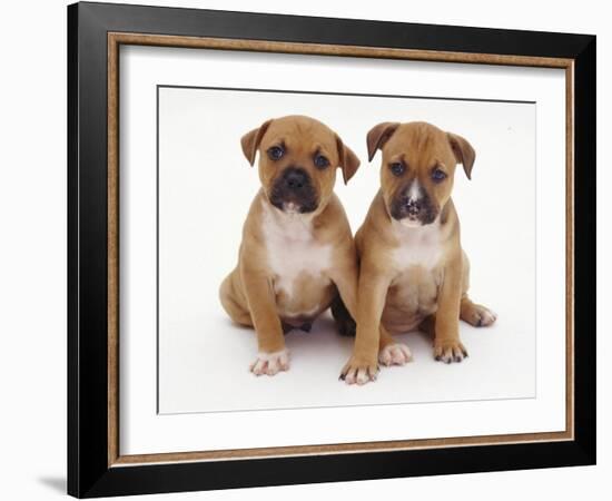 Two Red Staffordshire Bull Terrier Puppies, 6 Weeks Old, Sitting Together-Jane Burton-Framed Photographic Print