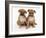 Two Red Staffordshire Bull Terrier Puppies, 6 Weeks Old, Sitting Together-Jane Burton-Framed Photographic Print