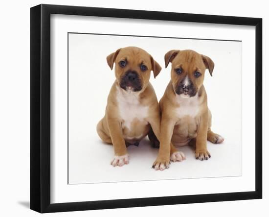 Two Red Staffordshire Bull Terrier Puppies, 6 Weeks Old, Sitting Together-Jane Burton-Framed Photographic Print