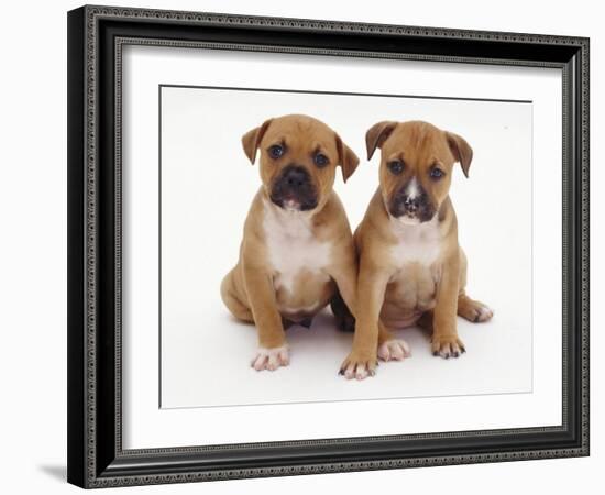 Two Red Staffordshire Bull Terrier Puppies, 6 Weeks Old, Sitting Together-Jane Burton-Framed Photographic Print