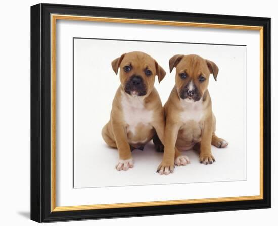 Two Red Staffordshire Bull Terrier Puppies, 6 Weeks Old, Sitting Together-Jane Burton-Framed Photographic Print