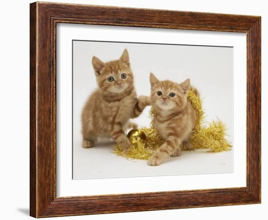 Two Red Tabby Kittens with Gold Christmas Tinsel-Jane Burton-Framed Photographic Print