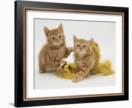 Two Red Tabby Kittens with Gold Christmas Tinsel-Jane Burton-Framed Photographic Print