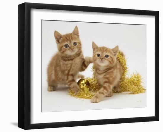 Two Red Tabby Kittens with Gold Christmas Tinsel-Jane Burton-Framed Photographic Print