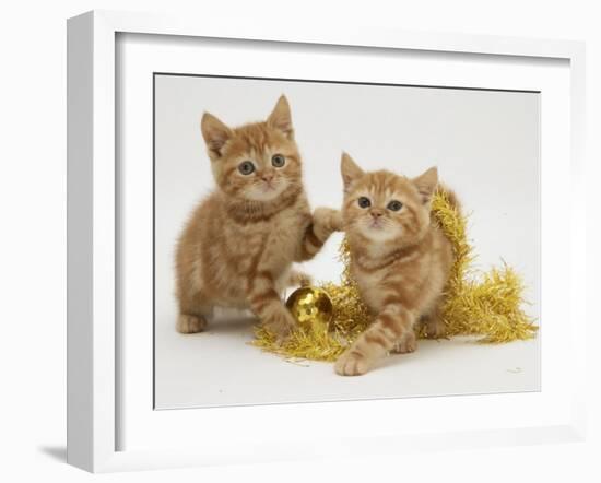 Two Red Tabby Kittens with Gold Christmas Tinsel-Jane Burton-Framed Photographic Print