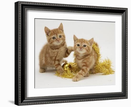 Two Red Tabby Kittens with Gold Christmas Tinsel-Jane Burton-Framed Photographic Print