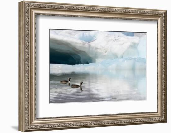 Two Red-throated divers in summer plumage, Iceland-Enrique Lopez-Tapia-Framed Photographic Print