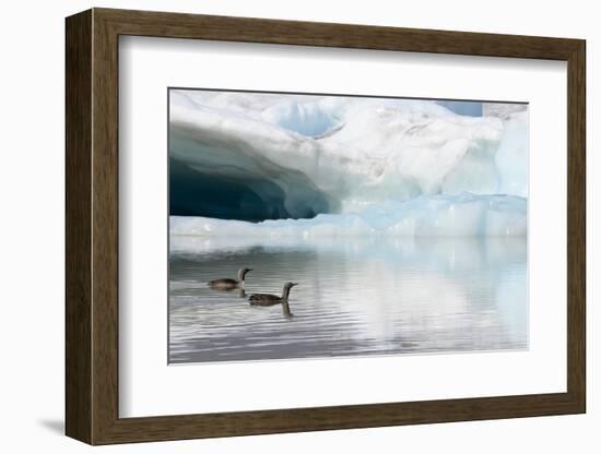 Two Red-throated divers in summer plumage, Iceland-Enrique Lopez-Tapia-Framed Photographic Print