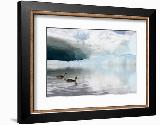 Two Red-throated divers in summer plumage, Iceland-Enrique Lopez-Tapia-Framed Photographic Print