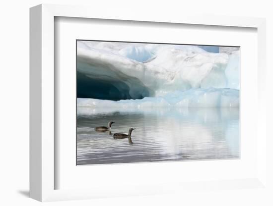Two Red-throated divers in summer plumage, Iceland-Enrique Lopez-Tapia-Framed Photographic Print