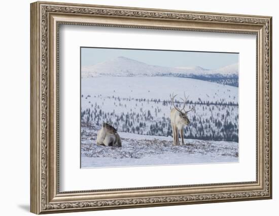 Two Reindeer in snowy landscape, Finland-Jussi Murtosaari-Framed Photographic Print