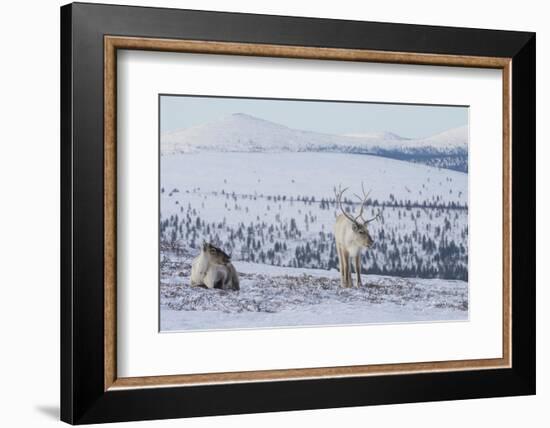 Two Reindeer in snowy landscape, Finland-Jussi Murtosaari-Framed Photographic Print