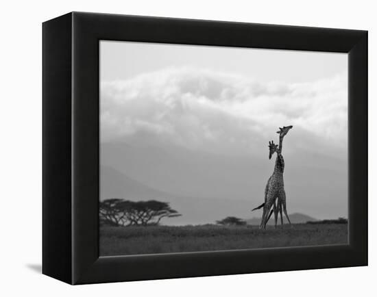Two Reticulated Giraffes 'Necking' in the Early Morning-Nigel Pavitt-Framed Premier Image Canvas