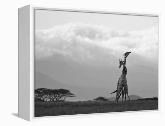 Two Reticulated Giraffes 'Necking' in the Early Morning-Nigel Pavitt-Framed Premier Image Canvas