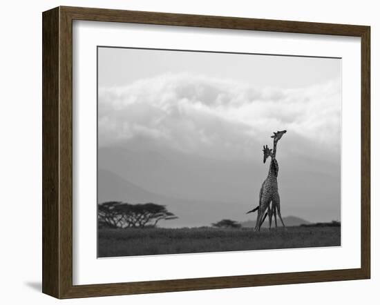 Two Reticulated Giraffes 'Necking' in the Early Morning-Nigel Pavitt-Framed Photographic Print