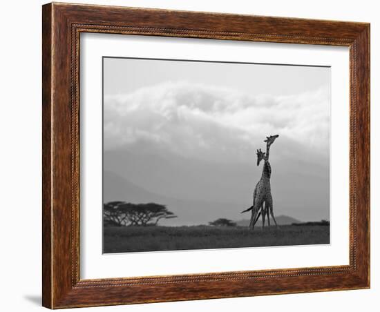 Two Reticulated Giraffes 'Necking' in the Early Morning-Nigel Pavitt-Framed Photographic Print