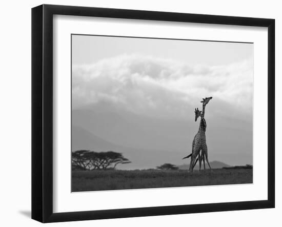 Two Reticulated Giraffes 'Necking' in the Early Morning-Nigel Pavitt-Framed Photographic Print