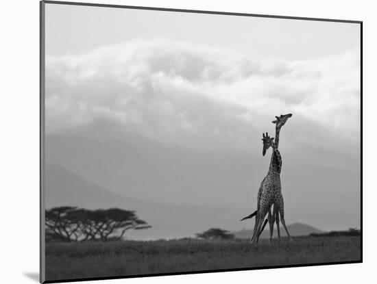 Two Reticulated Giraffes 'Necking' in the Early Morning-Nigel Pavitt-Mounted Photographic Print