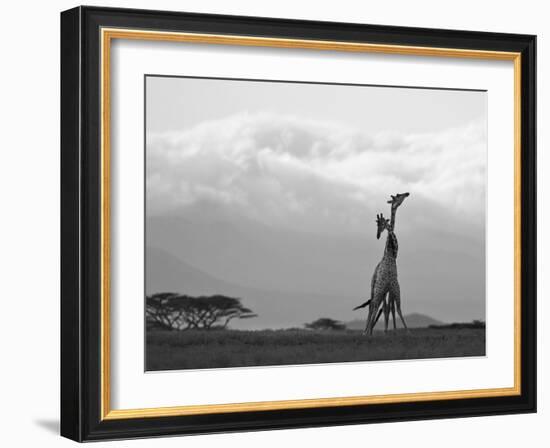 Two Reticulated Giraffes 'Necking' in the Early Morning-Nigel Pavitt-Framed Photographic Print