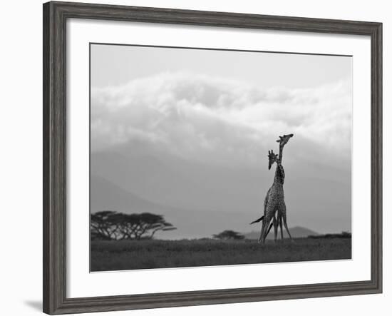 Two Reticulated Giraffes 'Necking' in the Early Morning-Nigel Pavitt-Framed Photographic Print