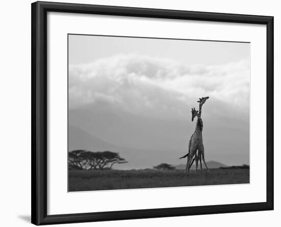 Two Reticulated Giraffes 'Necking' in the Early Morning-Nigel Pavitt-Framed Photographic Print