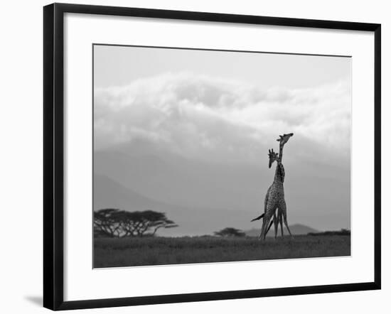 Two Reticulated Giraffes 'Necking' in the Early Morning-Nigel Pavitt-Framed Photographic Print