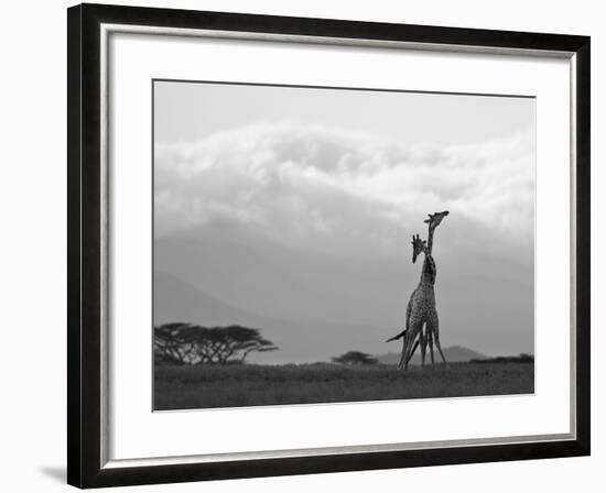 Two Reticulated Giraffes 'Necking' in the Early Morning-Nigel Pavitt-Framed Photographic Print