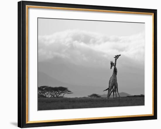 Two Reticulated Giraffes 'Necking' in the Early Morning-Nigel Pavitt-Framed Photographic Print