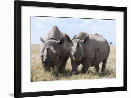 Two Rhinoceros, Ol Pejeta Conservancy, Laikipia, Kenya, East Africa, Africa-Ann and Steve Toon-Framed Photographic Print